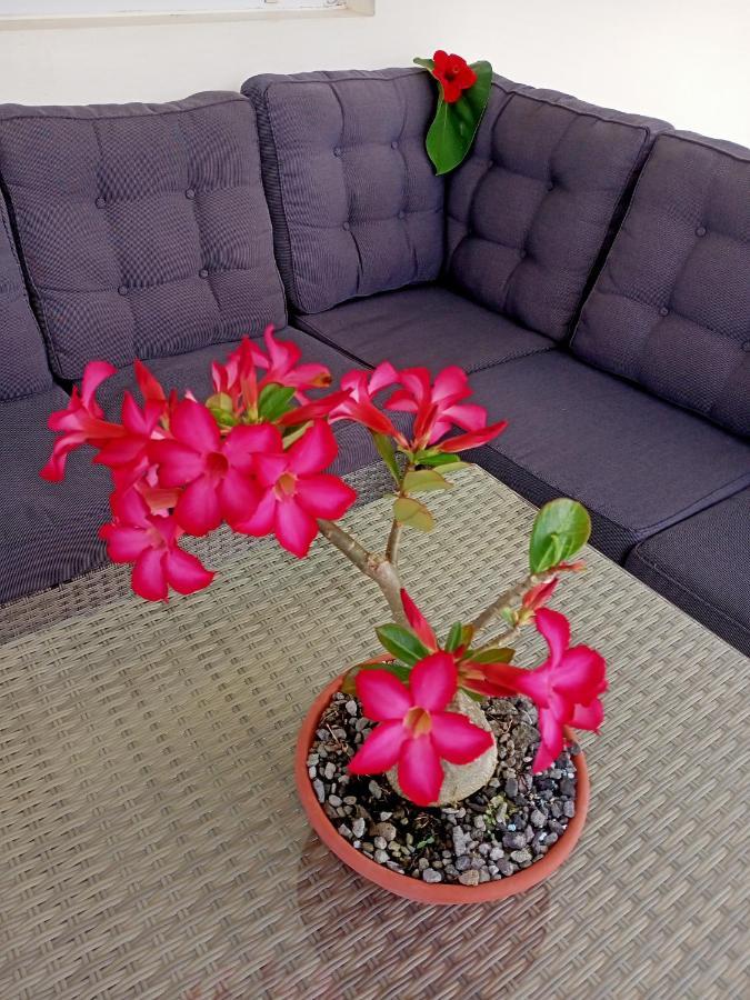 T2 Echappee Belle Sainte-Marie Kybo Karaib Location Pkg Mtgne Cosy Appartement Buitenkant foto